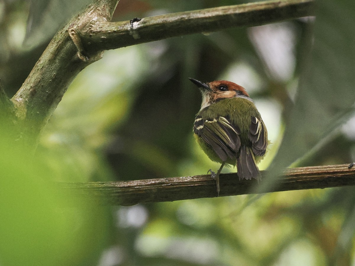 Rufous-crowned Tody-Flycatcher - ML527866311