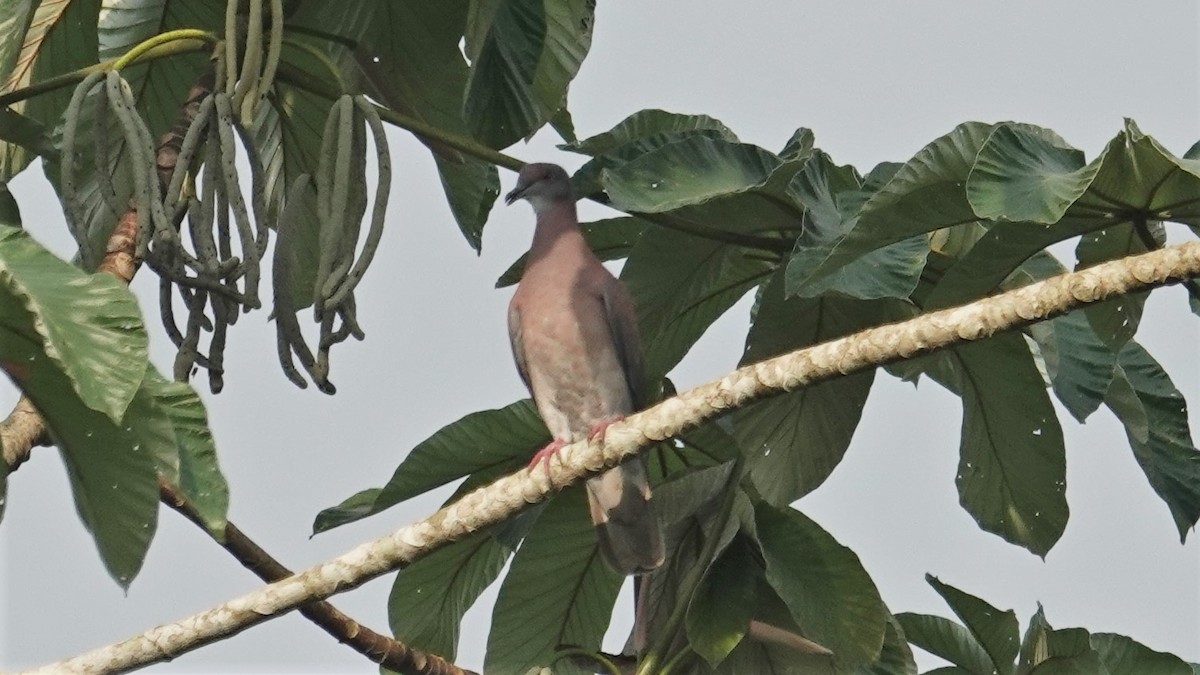 Pale-vented Pigeon - Ronald Breteler