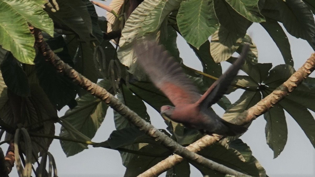 Pale-vented Pigeon - Ronald Breteler