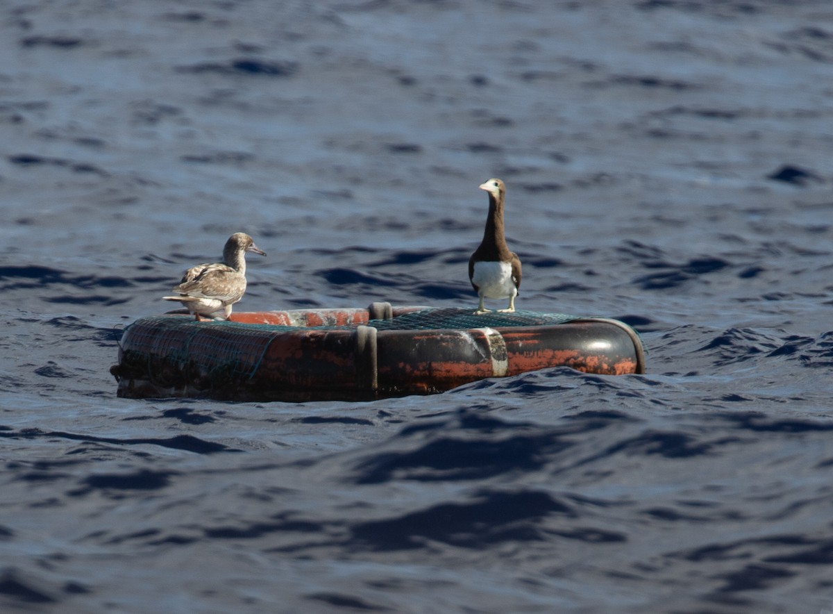 Brown Booby - ML527867611