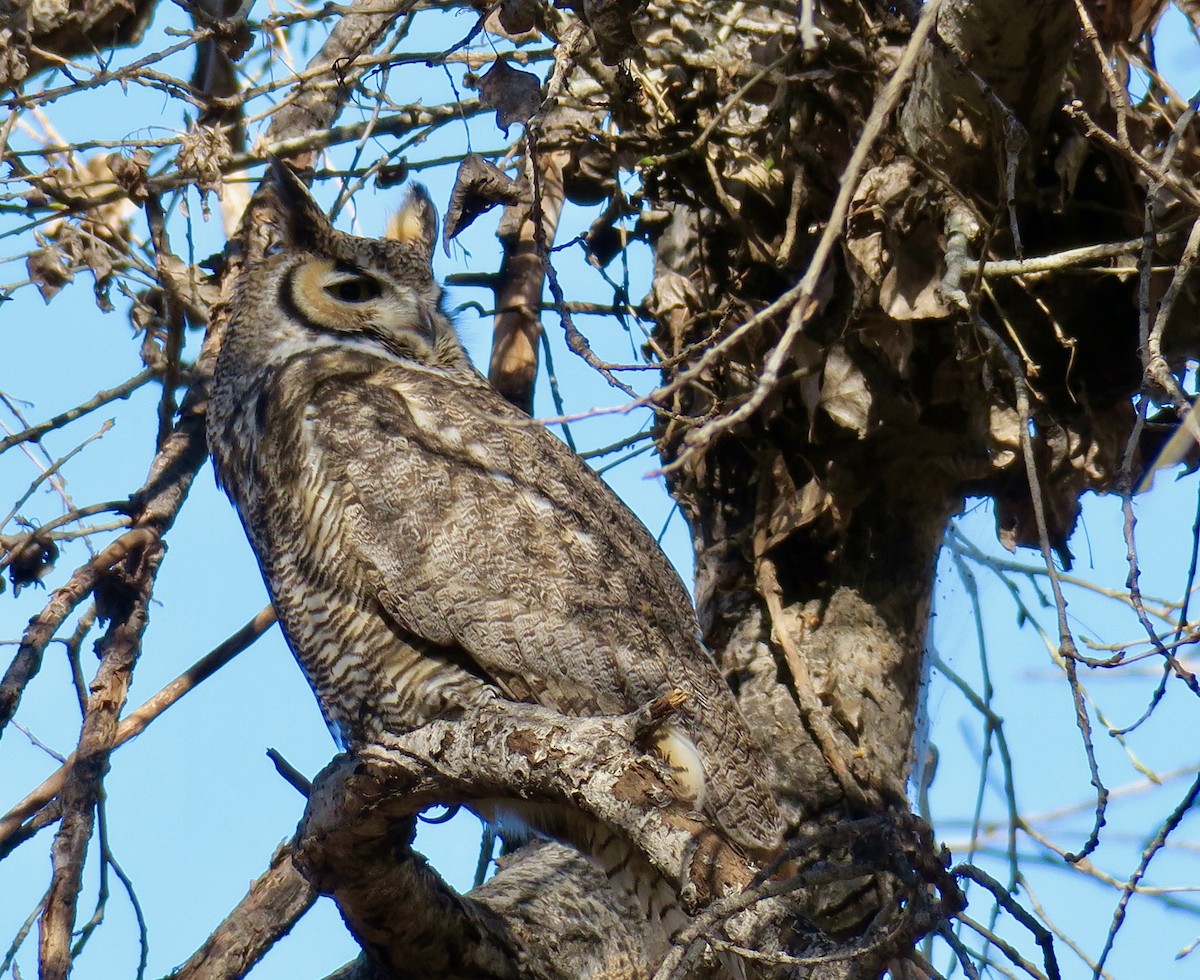 Great Horned Owl - ML527868151