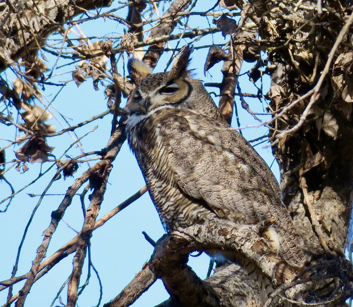 Great Horned Owl - ML527868161