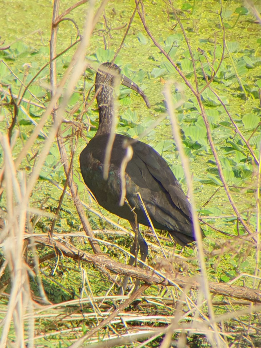 Glossy Ibis - Bushra Yusuf