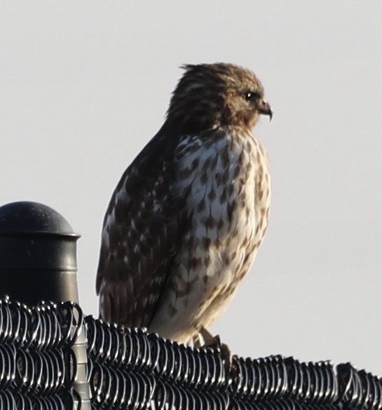 Red-shouldered Hawk - ML527869541