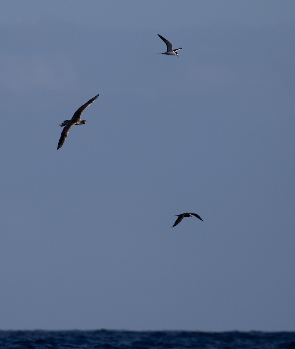 Red-footed Booby - ML527869631
