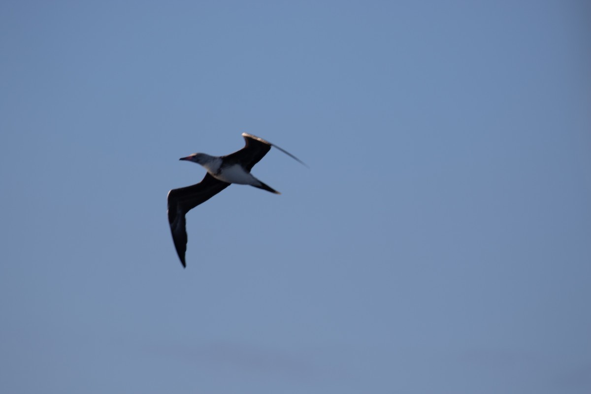 Red-footed Booby - ML527869641