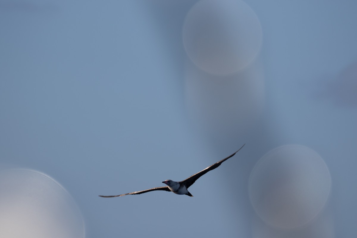 Red-footed Booby - ML527869651