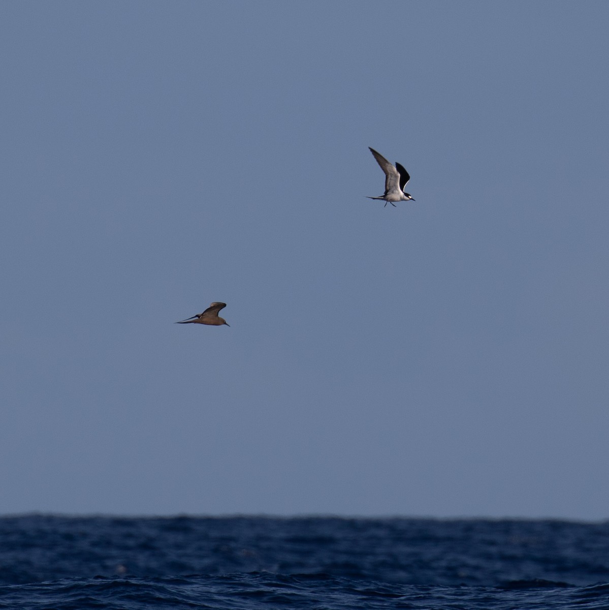 Brown Noddy - ML527869751