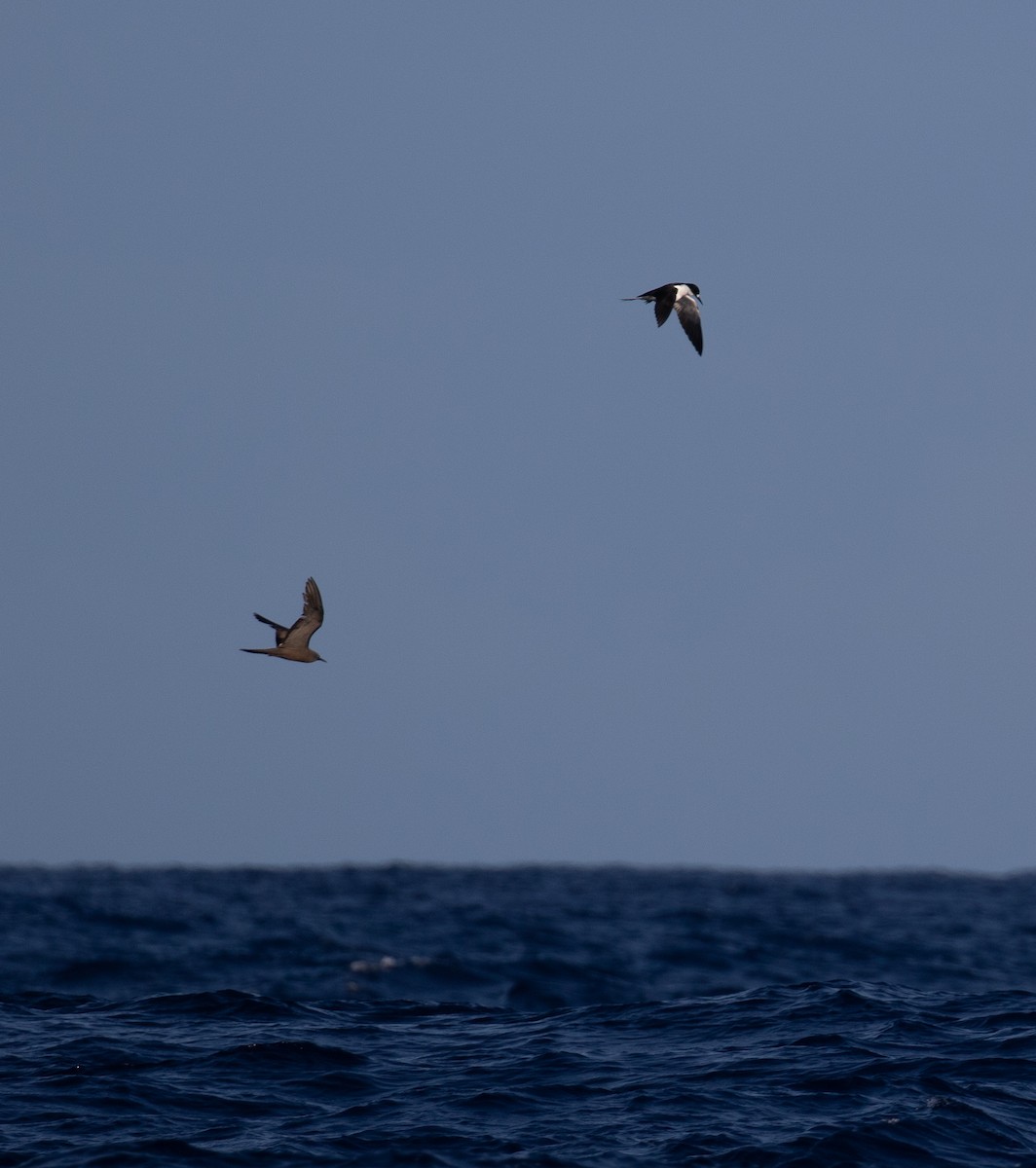 Brown Noddy - ML527869761