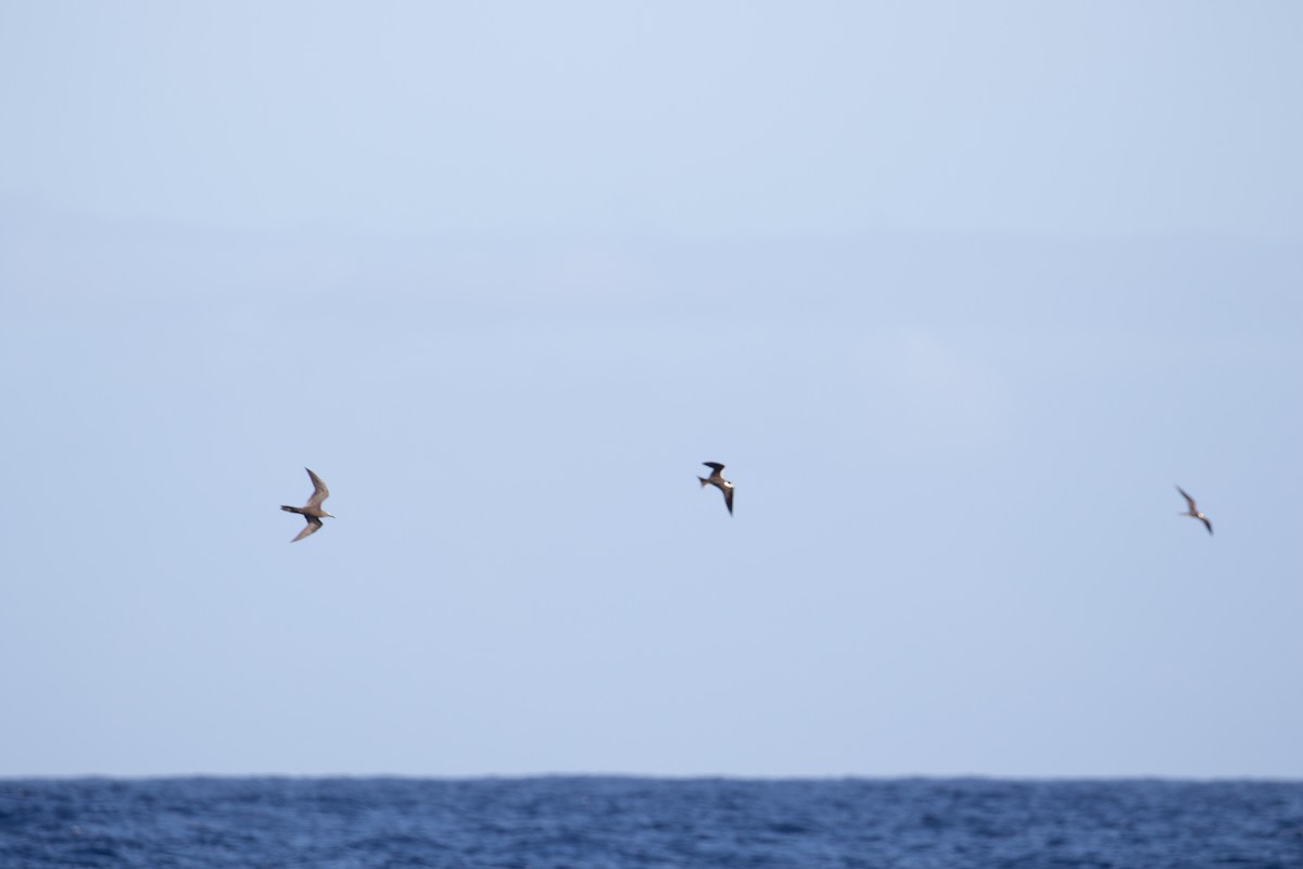 Brown Noddy - ML527869771