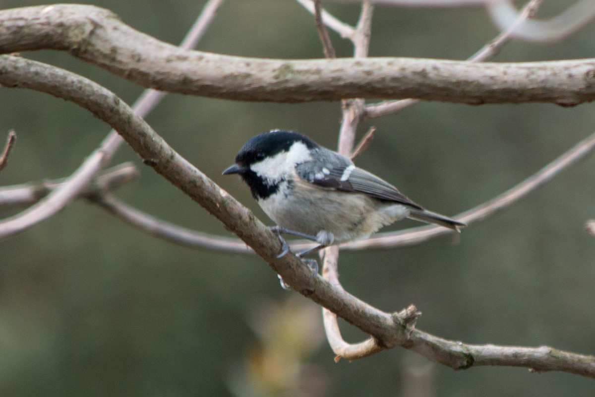 Coal Tit - Rebecca Marschall