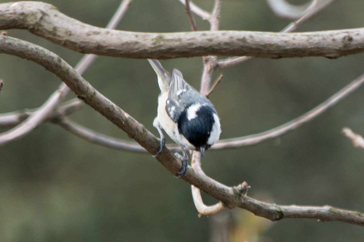 Coal Tit - ML52786991