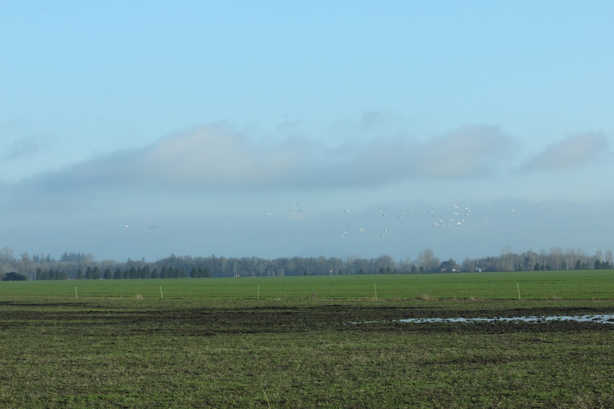 California Gull - ML527873081