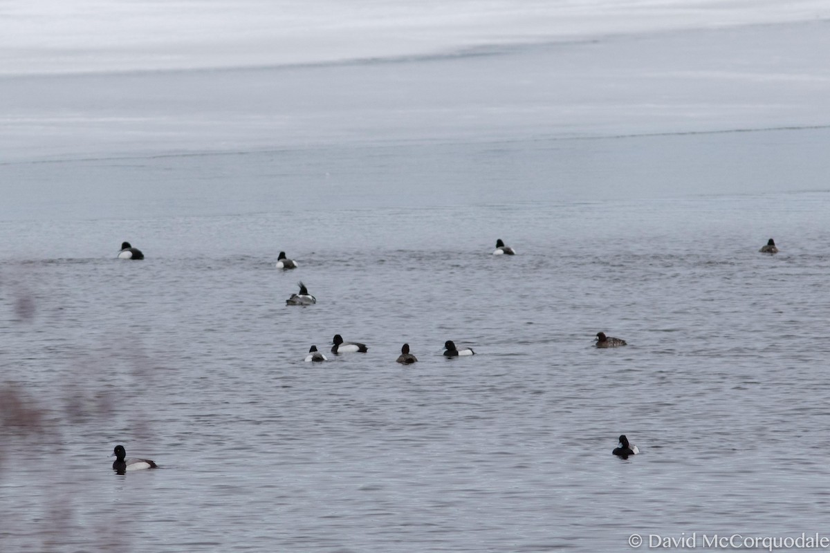 Greater Scaup - ML52787321