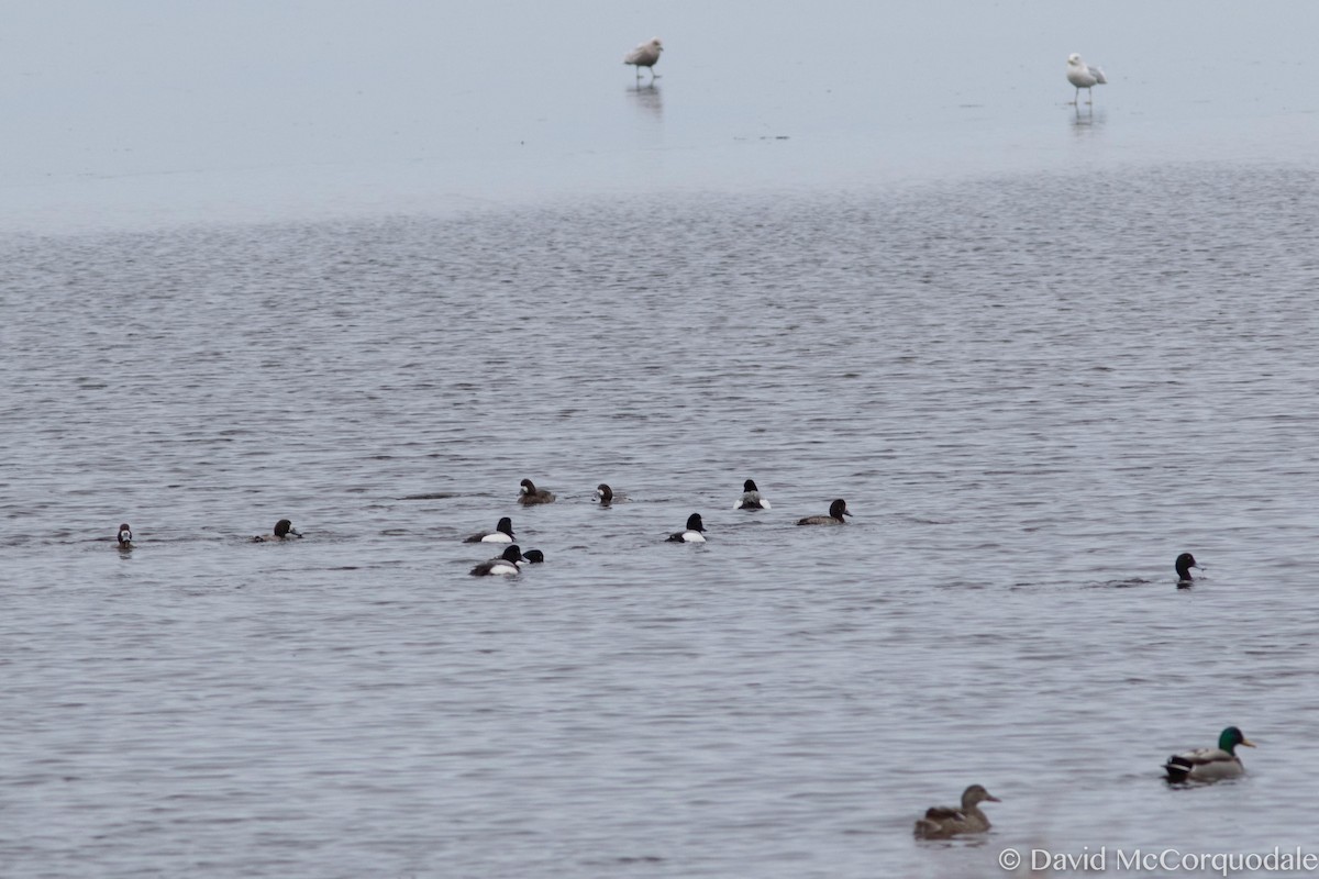 Greater Scaup - ML52787361