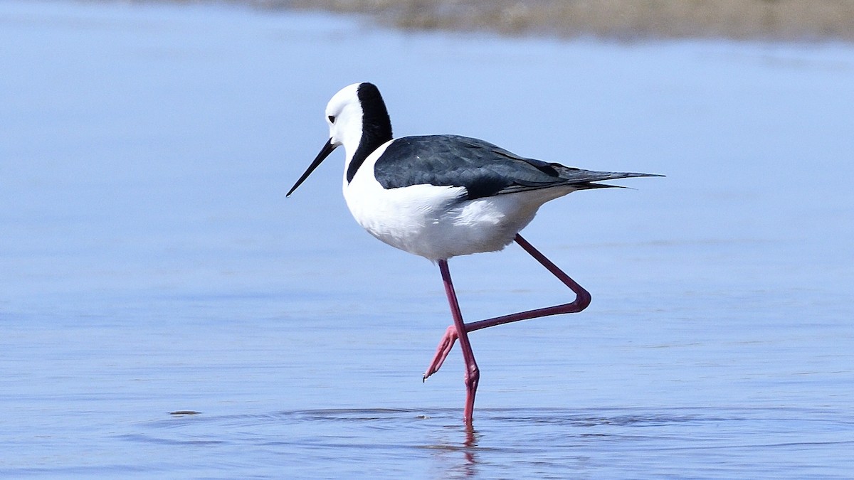 Pied Stilt - ML527873801