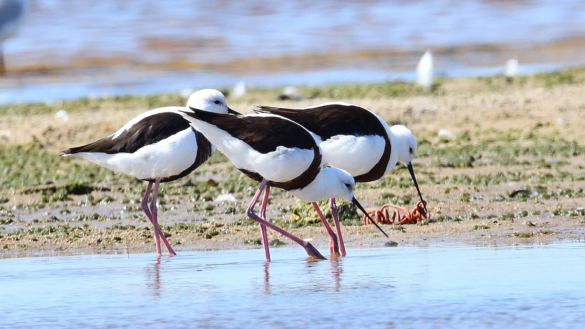 Banded Stilt - ML527874631