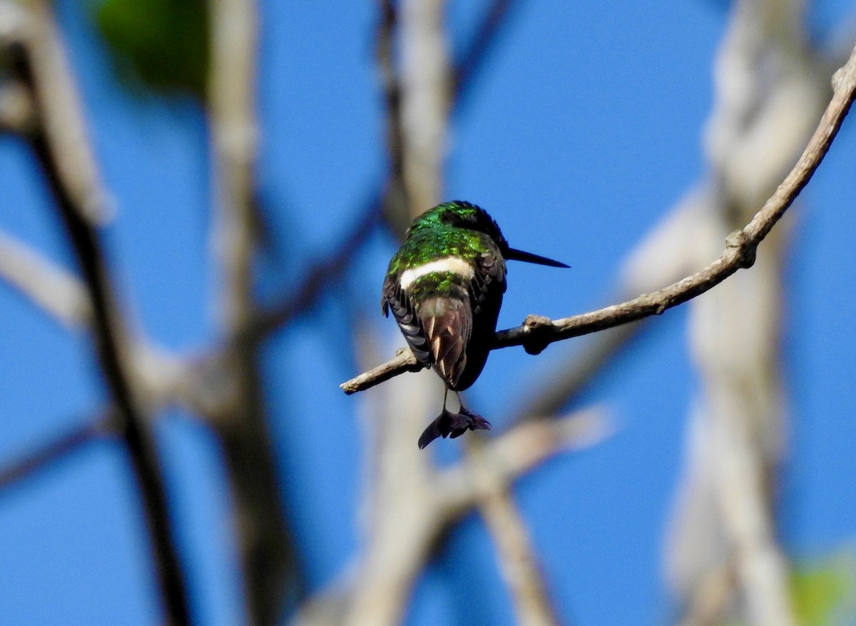 kolibřík pálkoocasý - ML527874881