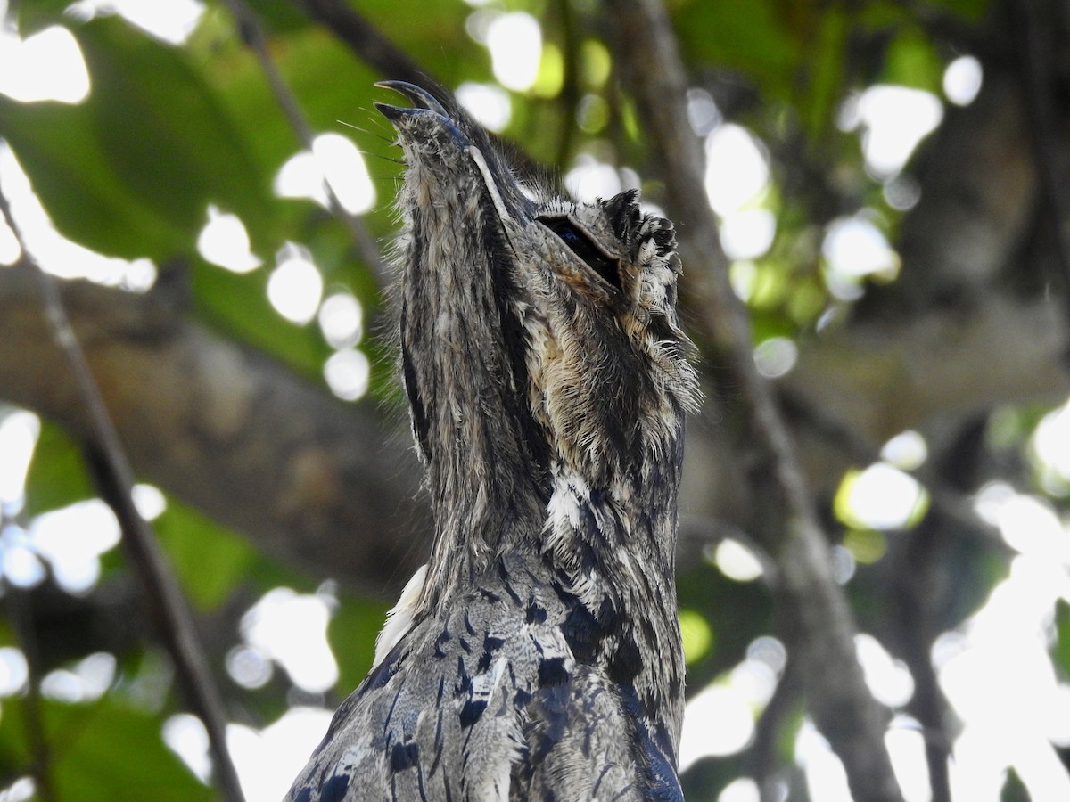 Common Potoo - ML527875041