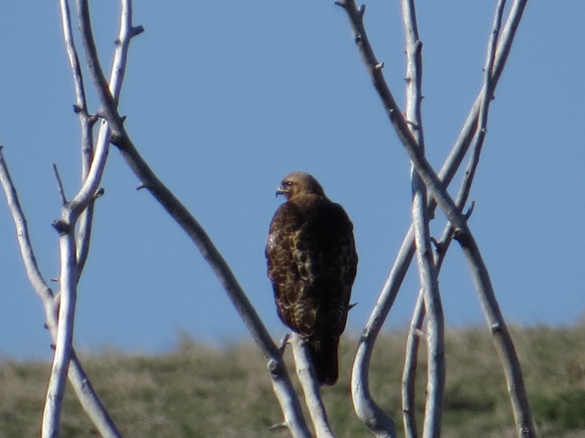 Red-tailed Hawk - Ann Truesdale