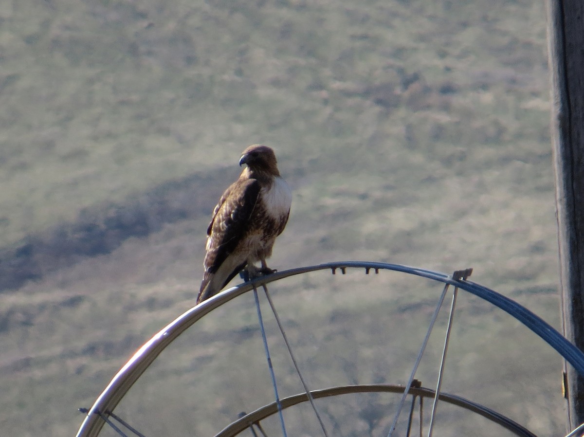 Red-tailed Hawk - ML527875101