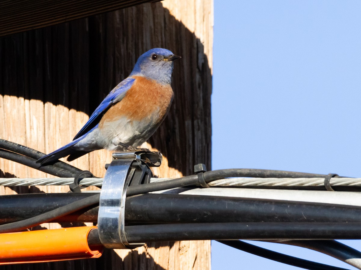 Western Bluebird - ML527875781