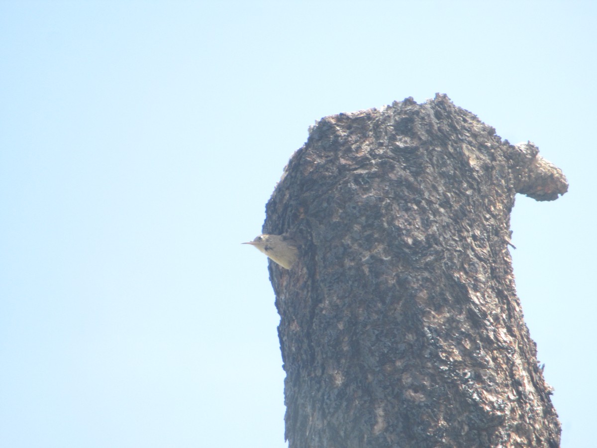 House Wren - ML527876101