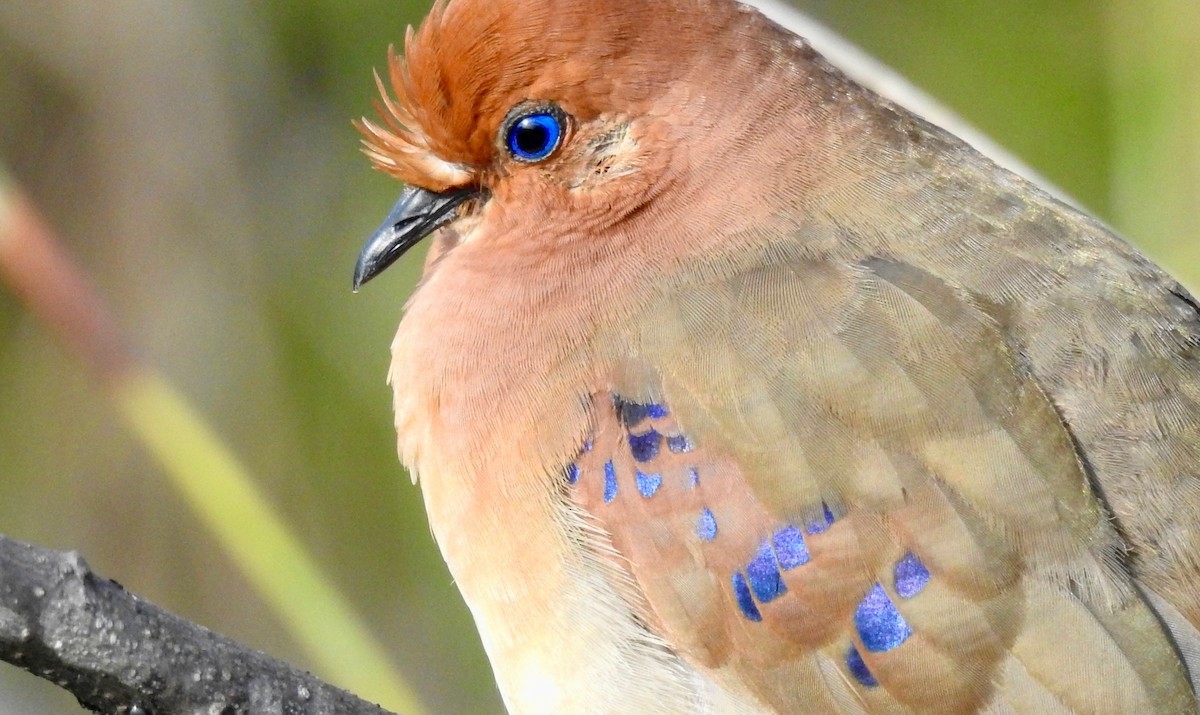 Blue-eyed Ground Dove - ML527876661