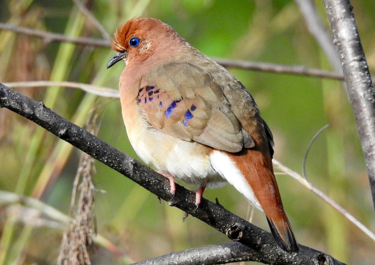 Blue-eyed Ground Dove - ML527876761