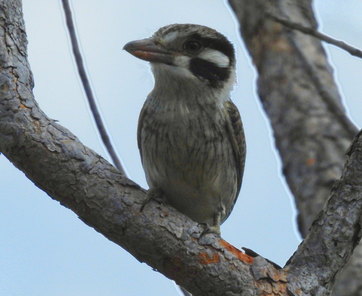 White-eared Puffbird - ML527876931