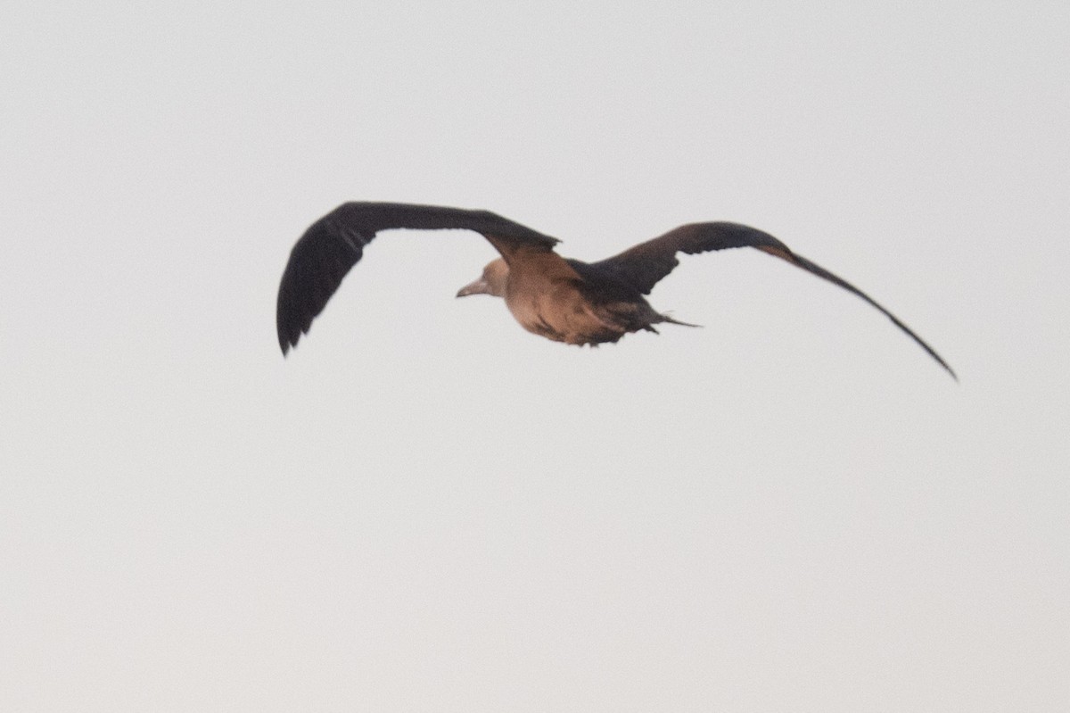 Fou à pieds rouges - ML527876981