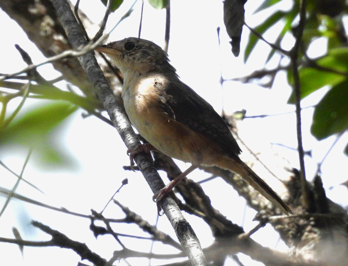 Long-billed Wren - ML527877101