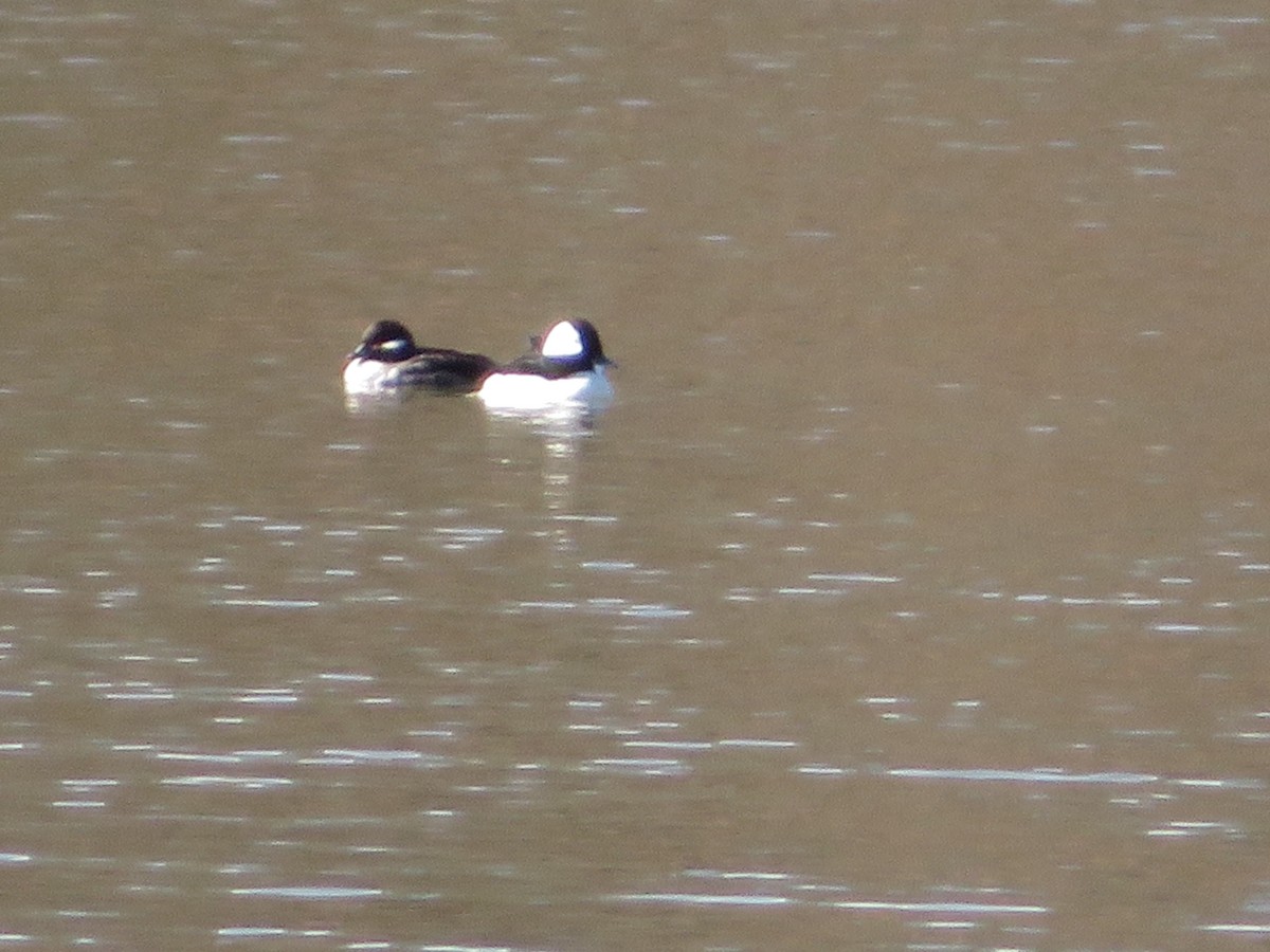 Bufflehead - ML52787711