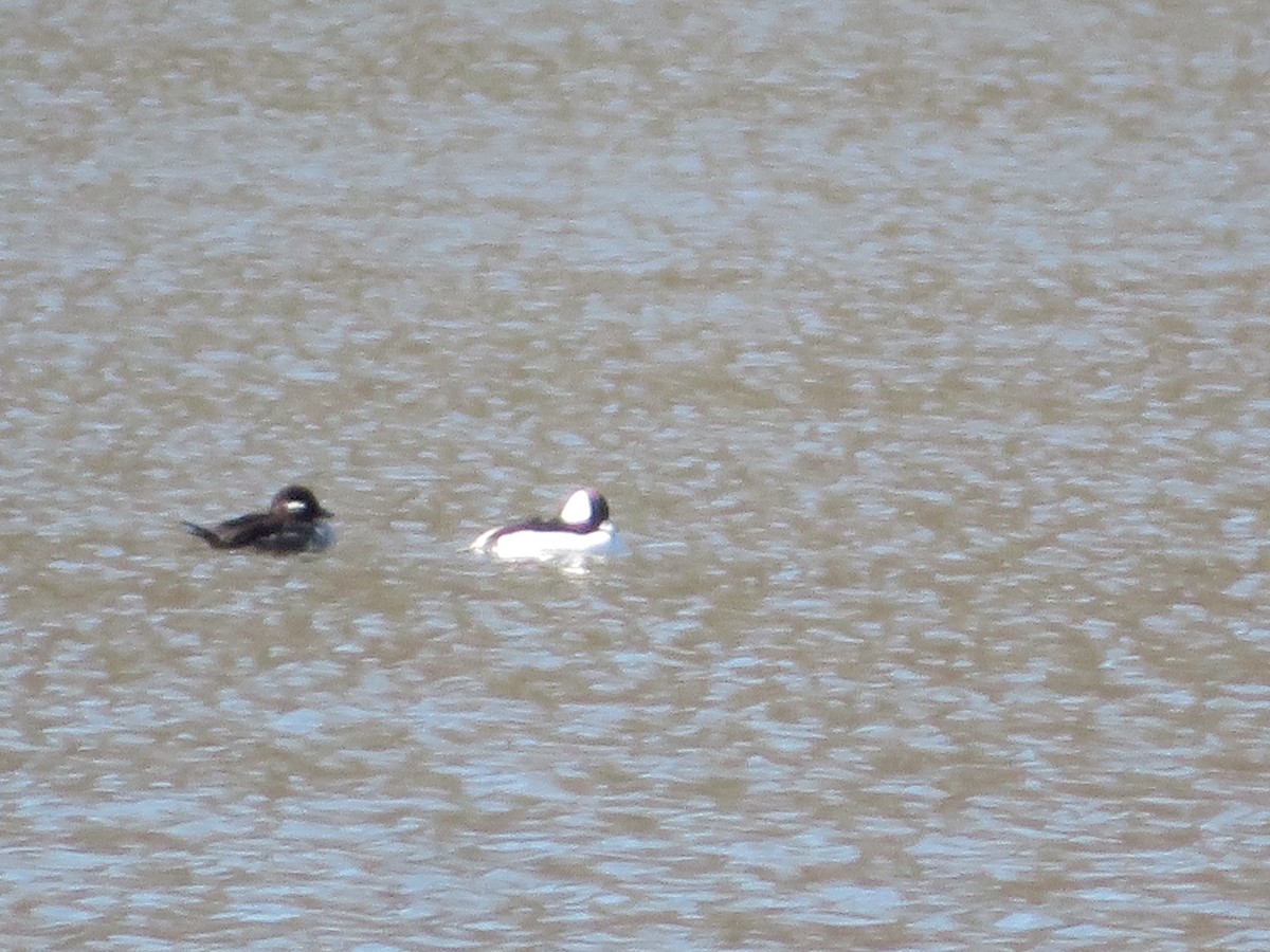 Bufflehead - ML52787721