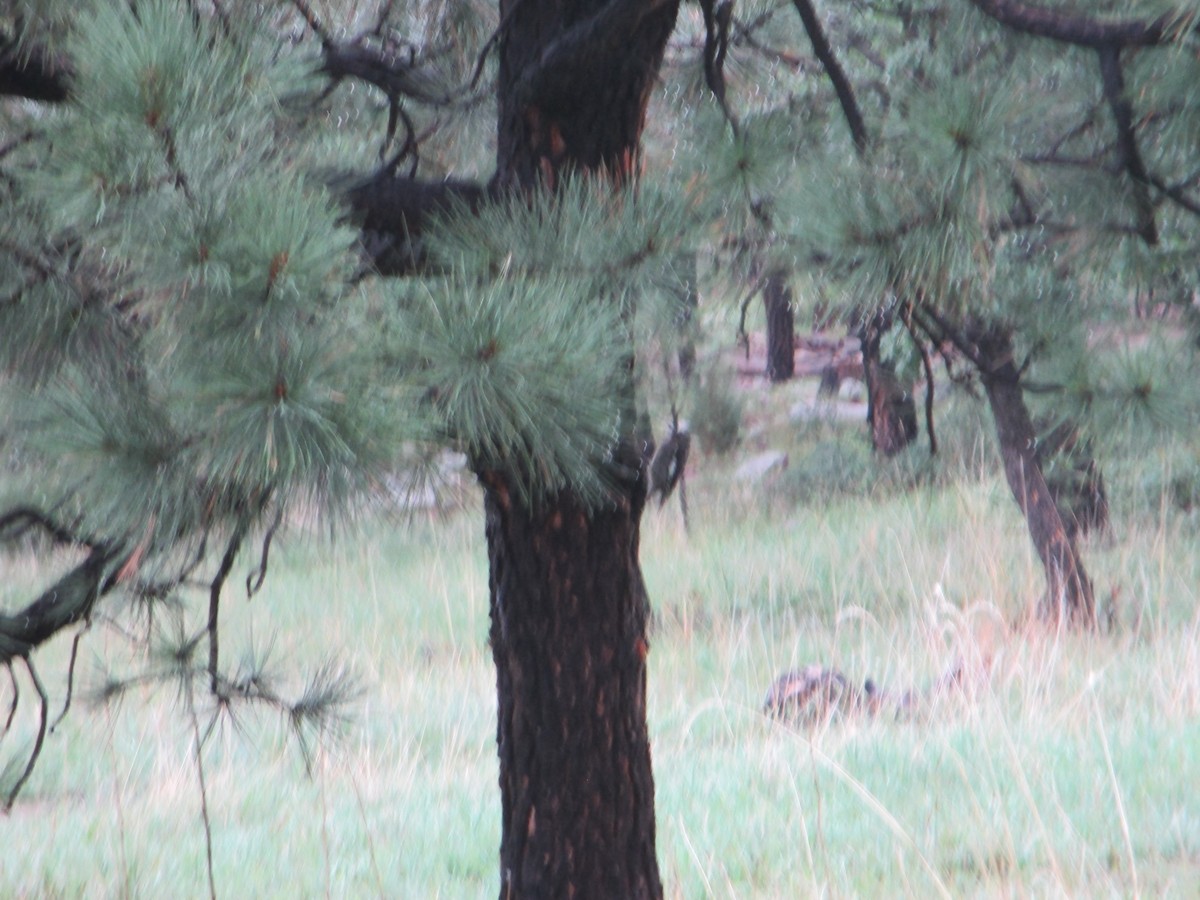 Red-naped Sapsucker - ML527877381