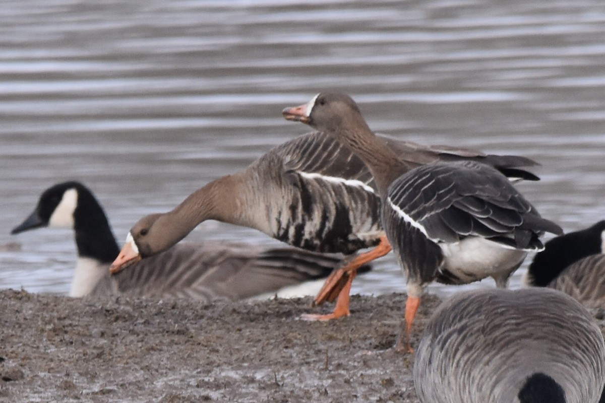 Greater White-fronted Goose - ML527877411