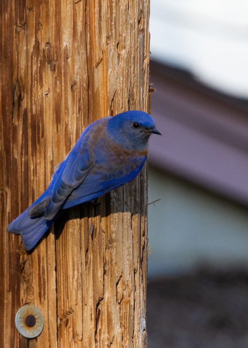 Western Bluebird - ML527877821