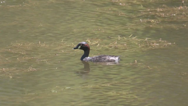 Australasian Grebe - ML527878201