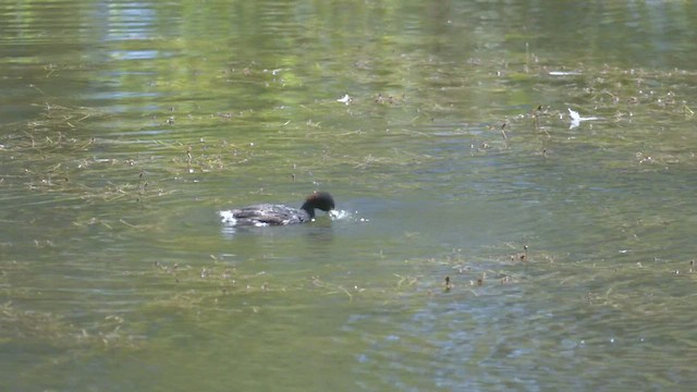 Australasian Grebe - ML527878241