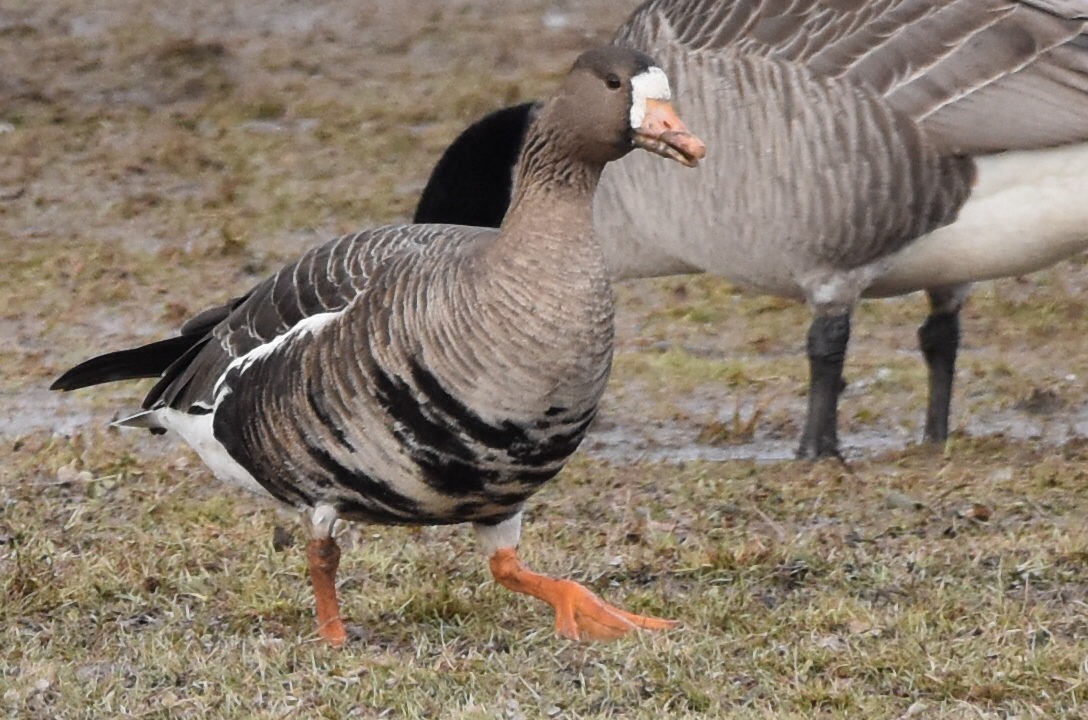 Greater White-fronted Goose - ML527878321