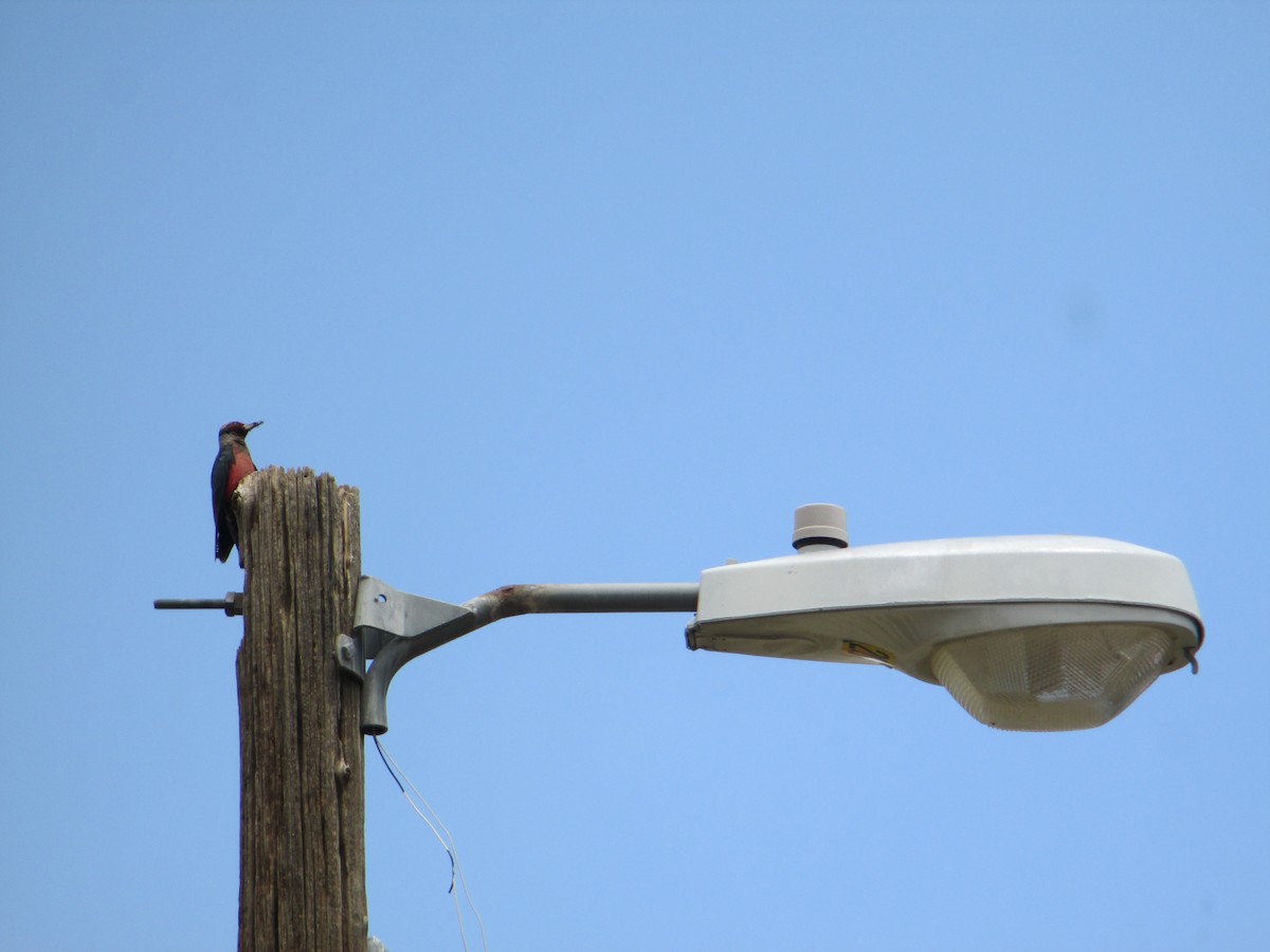 Lewis's Woodpecker - ML527878331