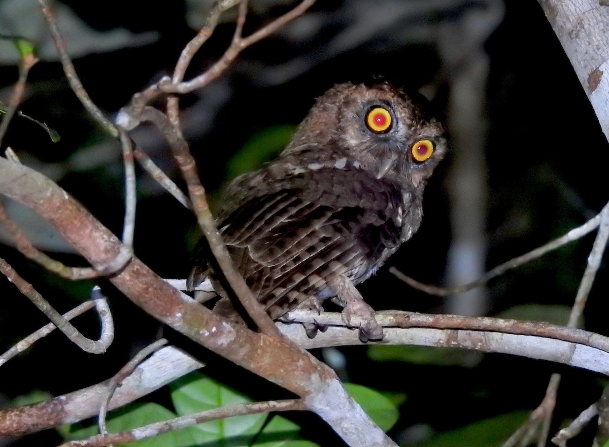 Black-capped Screech-Owl - ML527878381