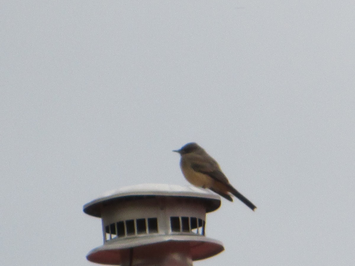 Say's Phoebe - ML527878491