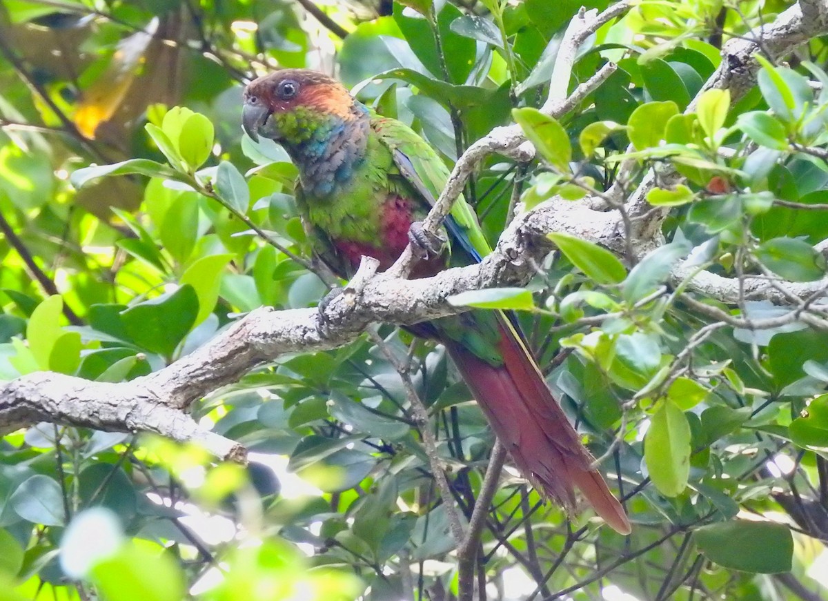 Ochre-marked Parakeet - ML527878541