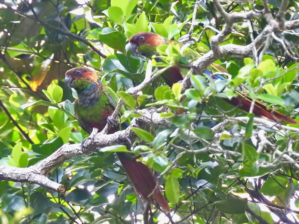 Ochre-marked Parakeet - ML527878671