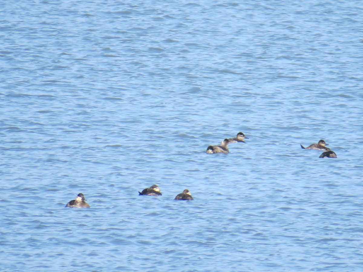 Ruddy Duck - ML527878761