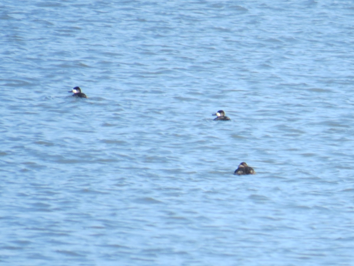 Ruddy Duck - ML527878821