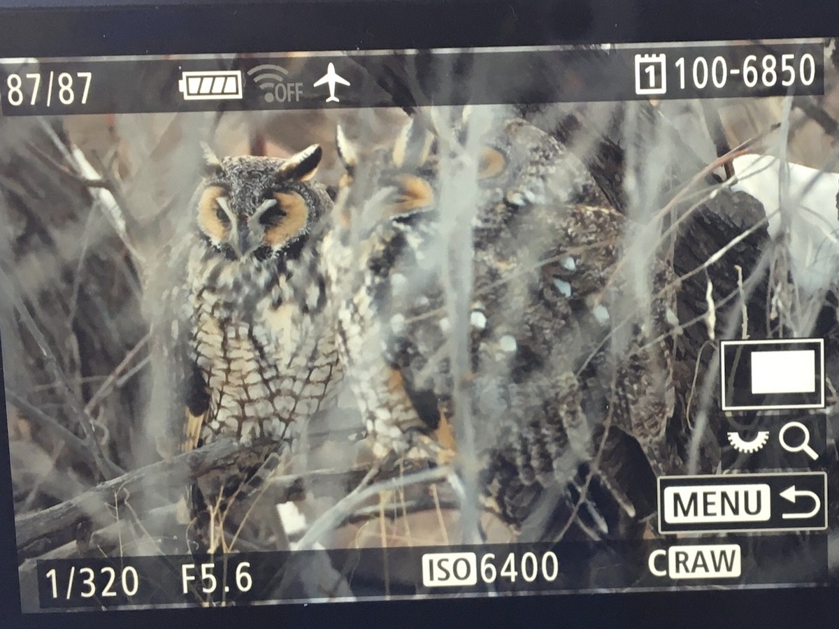 Long-eared Owl - ML527879221