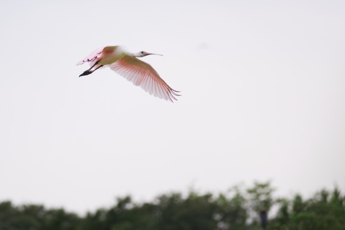 Roseate Spoonbill - Gabe LaCount
