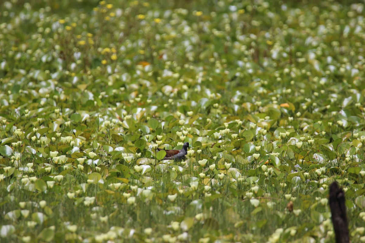 Spot-flanked Gallinule - ML527880351